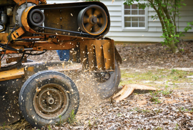 stump removal in Westmere