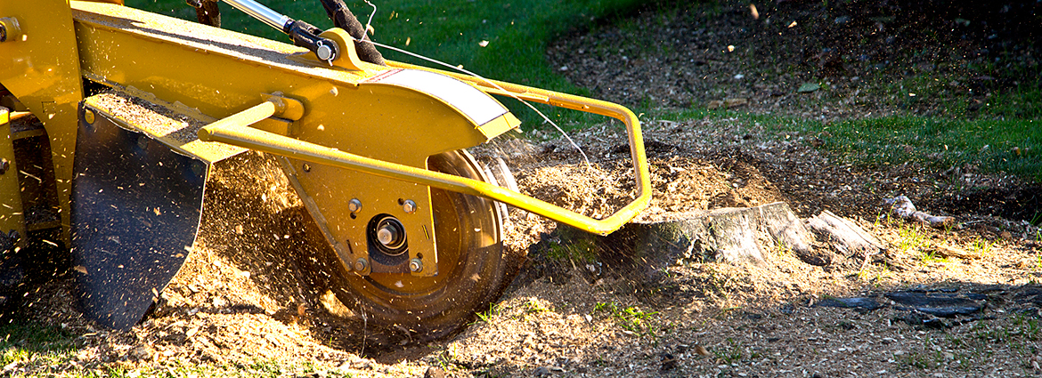 NY Stump Removal